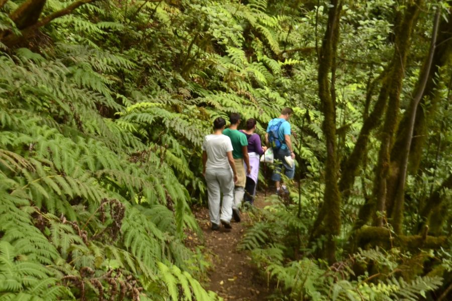 Anaga, bosque encantado